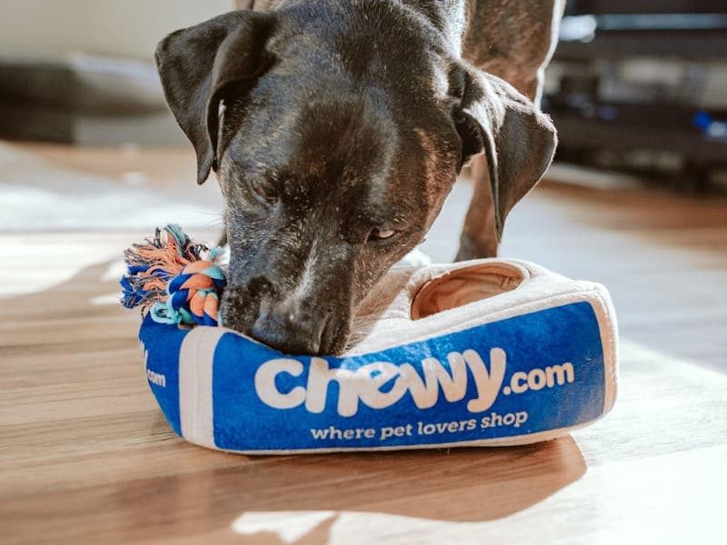 Happy Paws